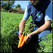 Recolte de carottes